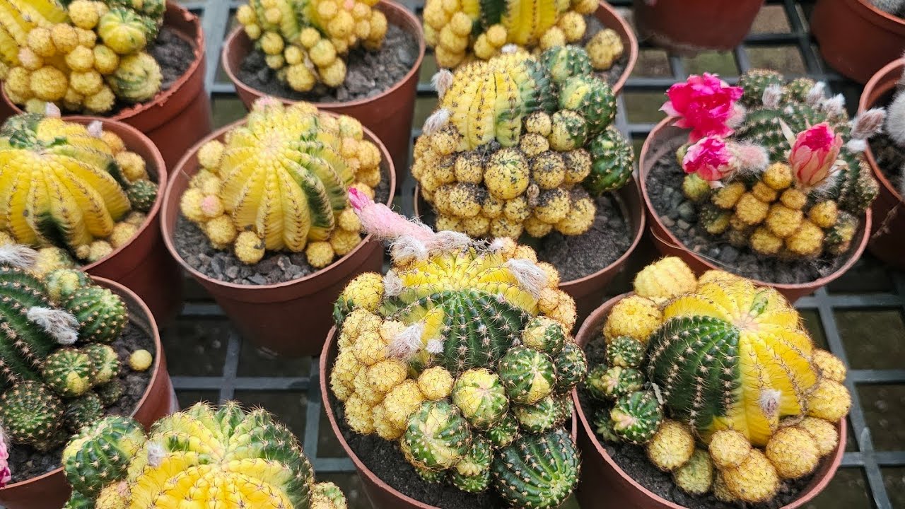 19.05.2025 lên 40 mã xương rồng các loại var bụi thụ nhiều mẫu đang có ...