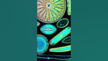 I MICRODOSED THE ATOM - SaS RECORDS #funnysongs #funnycomedy