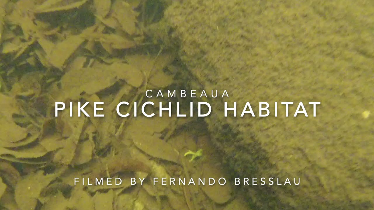 Pike Cichlid Habitat