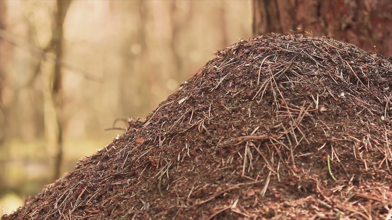 Craig Michael Davis | Clockwork | 2021