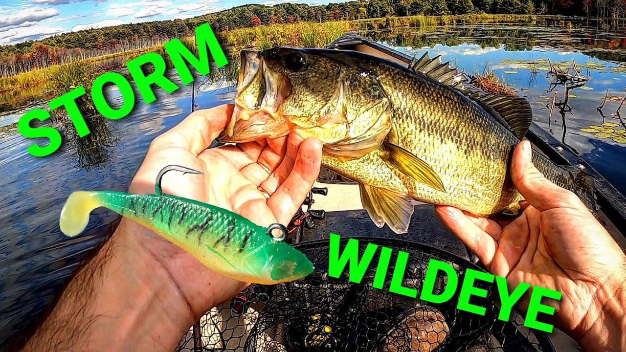 CHEAP Swimbait gets DESTROYED! (Bass and Pickerel LOVE It)