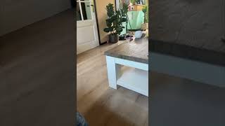 Dog Slammed against Sofa