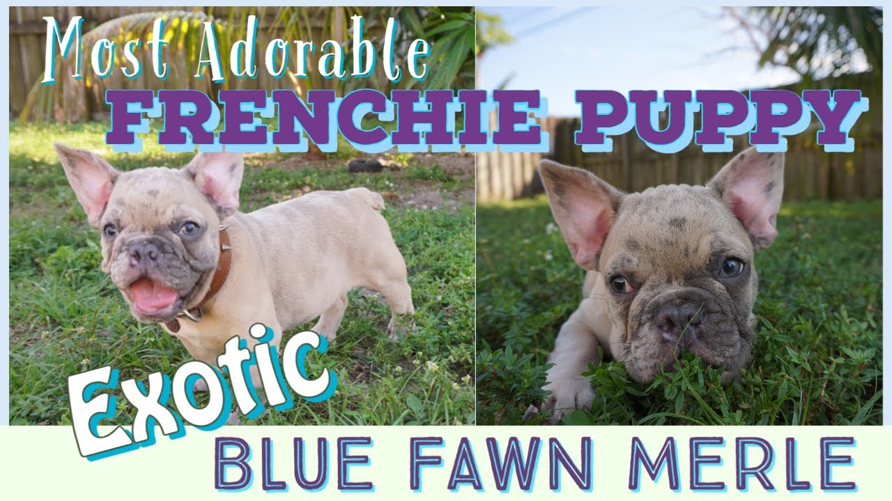 dog tether for camping