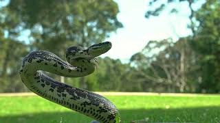 Snake Snake Sound Effect