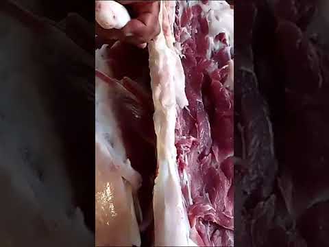 تفصيل سنام القعود