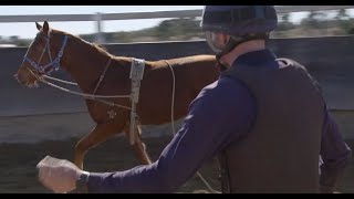 Inglis Insights | The Breaking In Process, how to break in a racehorse