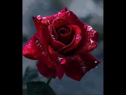 nukri shavlidze dedi ნუკრი შავლიძე დედი