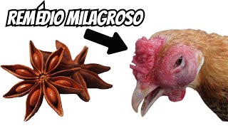 Morria e não sabia: Essa planta salva galinhas do GOGO, Peito seco e Coccidiose!