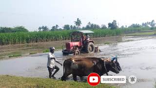 bullack Cart ploughing and tractor work in agriculture land