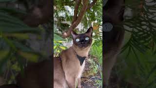 Lela enjoying the outdoors #tonkinese #cat #cats #catlover #siamese #siamesecat #burmese