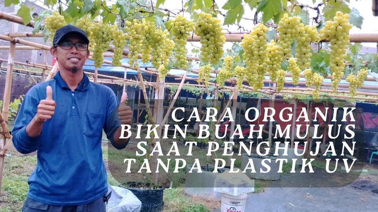 Ramuan Organik, Buah Anggur Mulus Walau Tanpa Naungan Di Musim Hujan.