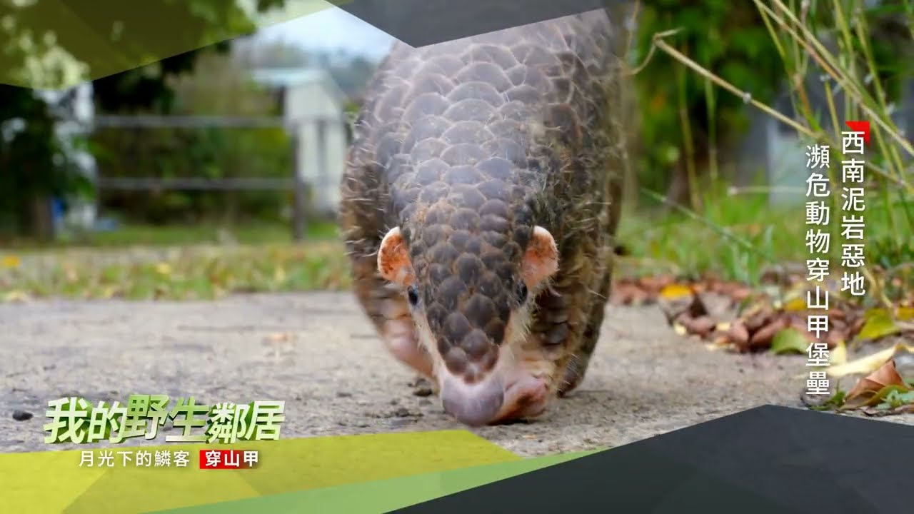 The Pangolin Under the Moonlight: My Wild Neighbor - Episode 2