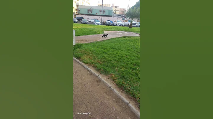 Video 11683191: fluffy maine coon cat, cat pets