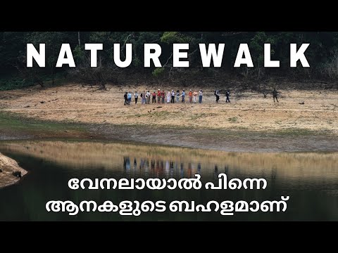 Walk through a Virgin forest| കുറഞ്ഞ ചിലവിൽ വന്യ മൃഗങ്ങളെ കാണാം | പെരിയാർ ടൈഗർ റിസേർവ്