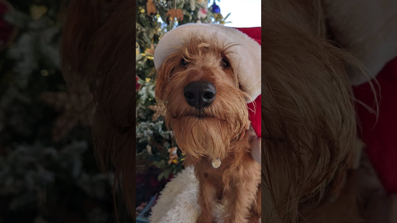 Sweet Christmas Romance  