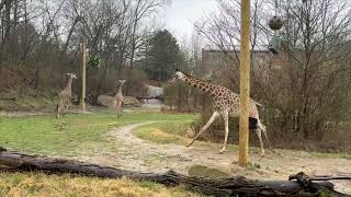 Giraffe Herd Running Laps - Cincinnati Zoo by The Cincinnati Zoo & Botanical Garden 38,281 views 4 weeks ago 40 seconds