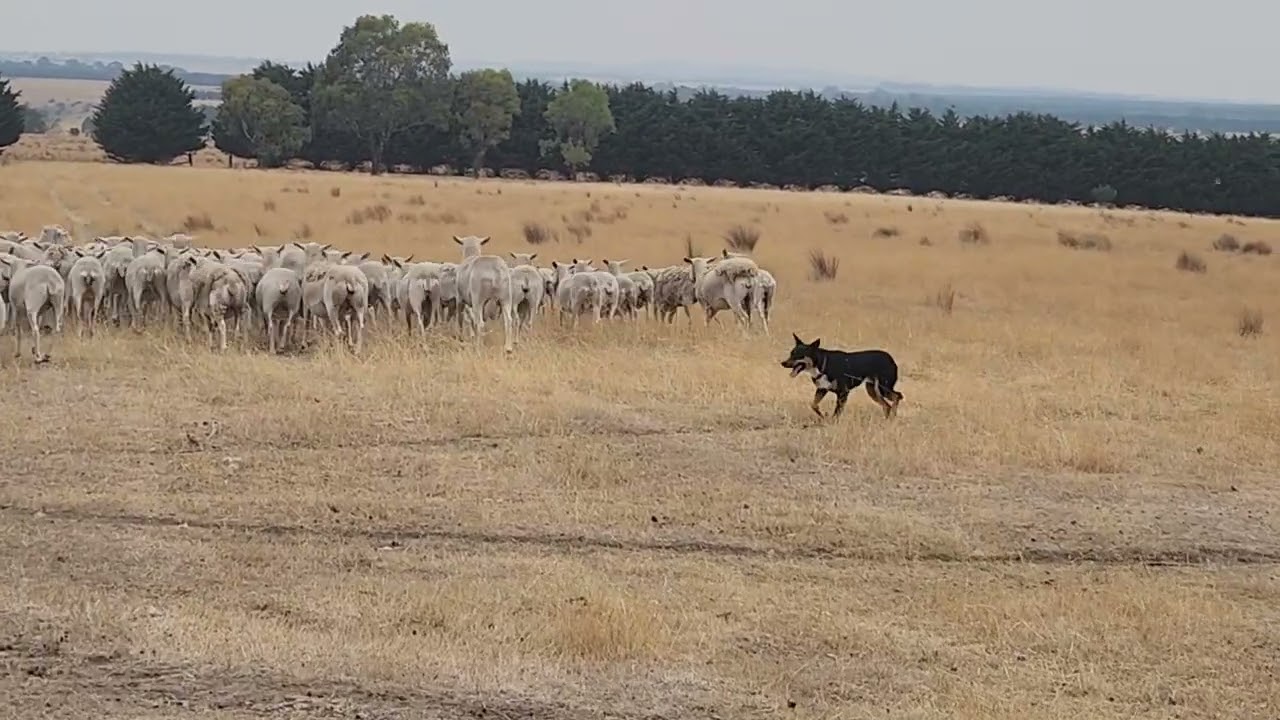 Kelpie Sheep dogs working