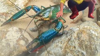 A mutated blue crayfish was discovered while catching a South Pacific lobster. eat lobster