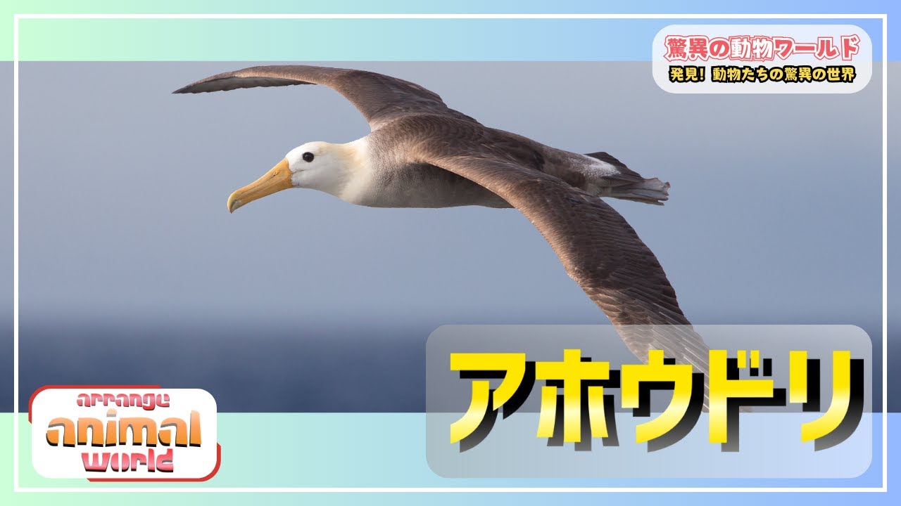 アホウドリの魅力大解剖！その驚くべき生態と飛行技術 - YouTube