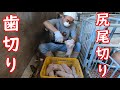 歯切りとしっぽ切り 2020年6月16日