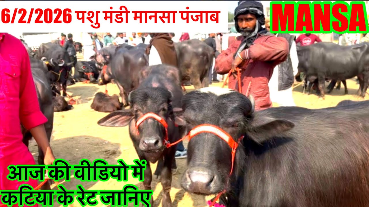 6/2/2026 पशु मंडी मानसा पंजाब की मंडी खरीदो कटिया ही कटिया जानिए क्या है रेट @priyankadinuvlogs4789