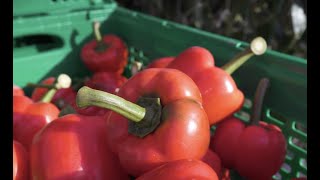 Nature Fresh Farms Improves Yield and Flavor with Suite of VMware Solutions