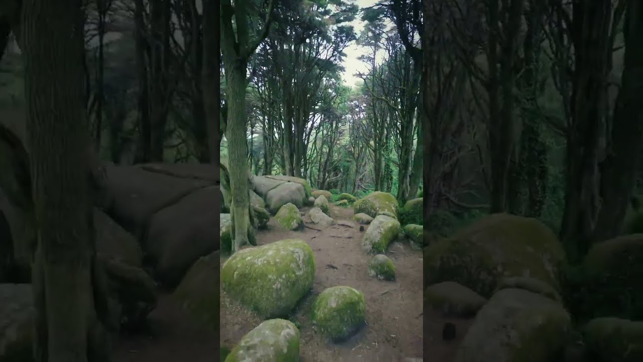 Portugal - Sintra - forest sticks and stones