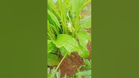 Hình ảnh cây nghệ bọ cạp ra hoa