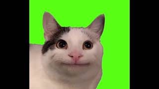 Smiley Polite Cat Vibing/Nodding Meme Template - Green Screen