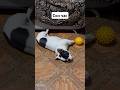 Сон час#французкийбульдог #приколы