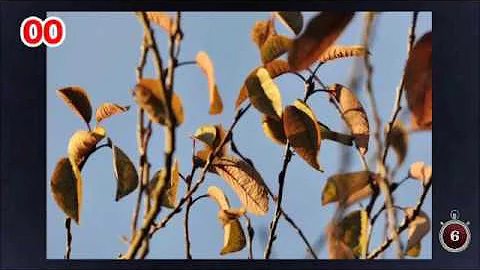 Nobody Can See All The Hidden Animals । Optical Illusions । Brain Teasers