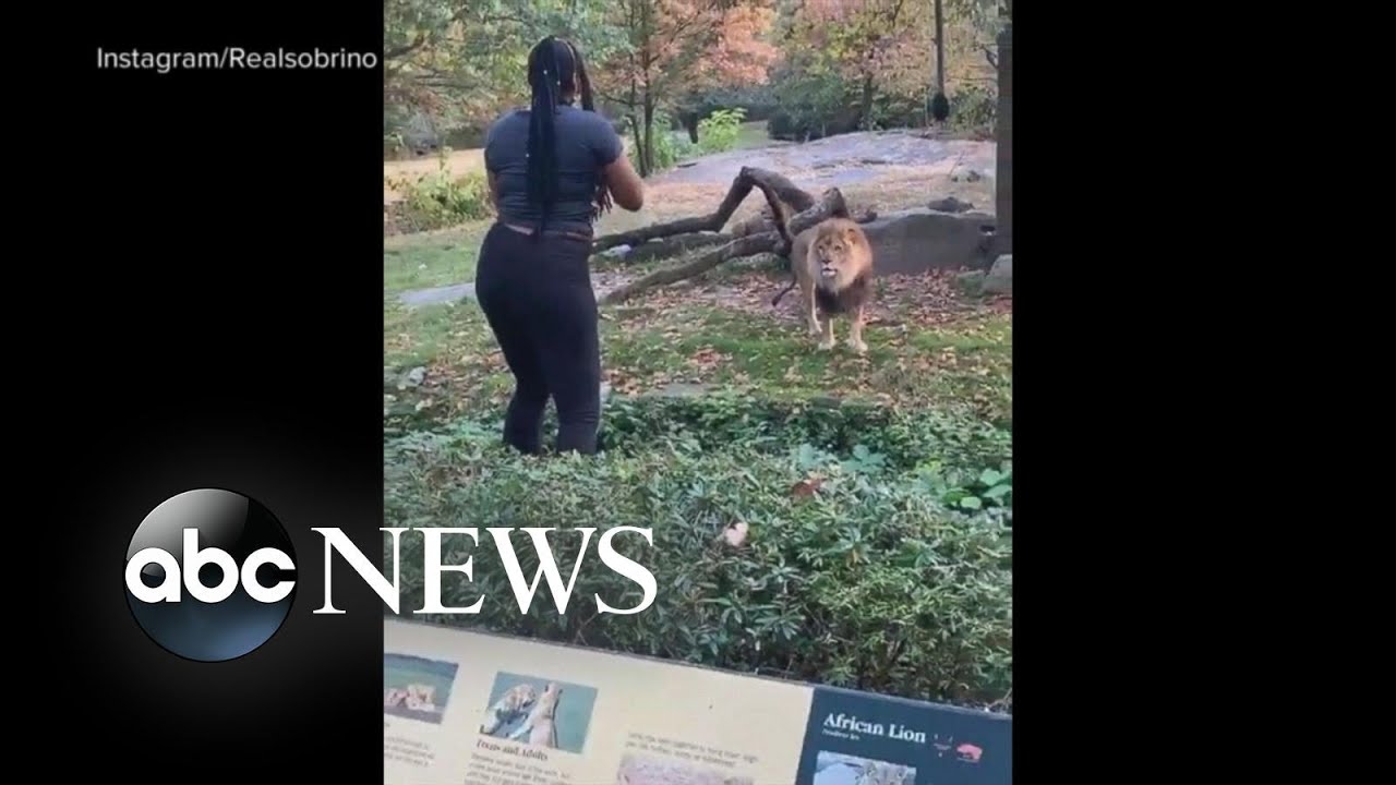 Zoo files criminal complaint after woman climbs into lion exhibit