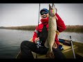 Fish hunting 🎣 #viralvideos #animals #fishing #hunting #shorts #viralshorts #fishinglover