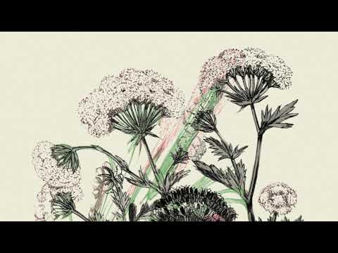 druid - forest floor