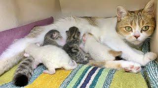 Soulful connection: a mom cat and her tiny kitten!