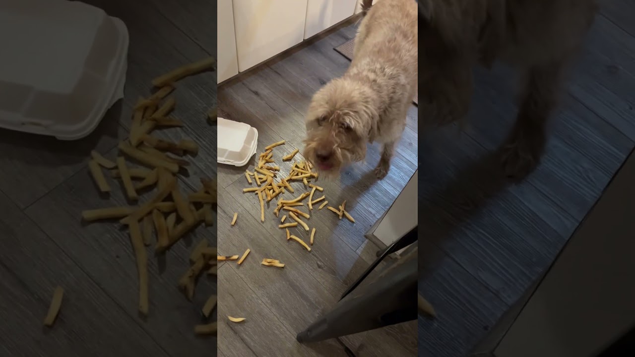 Naughty dog caught in the act 