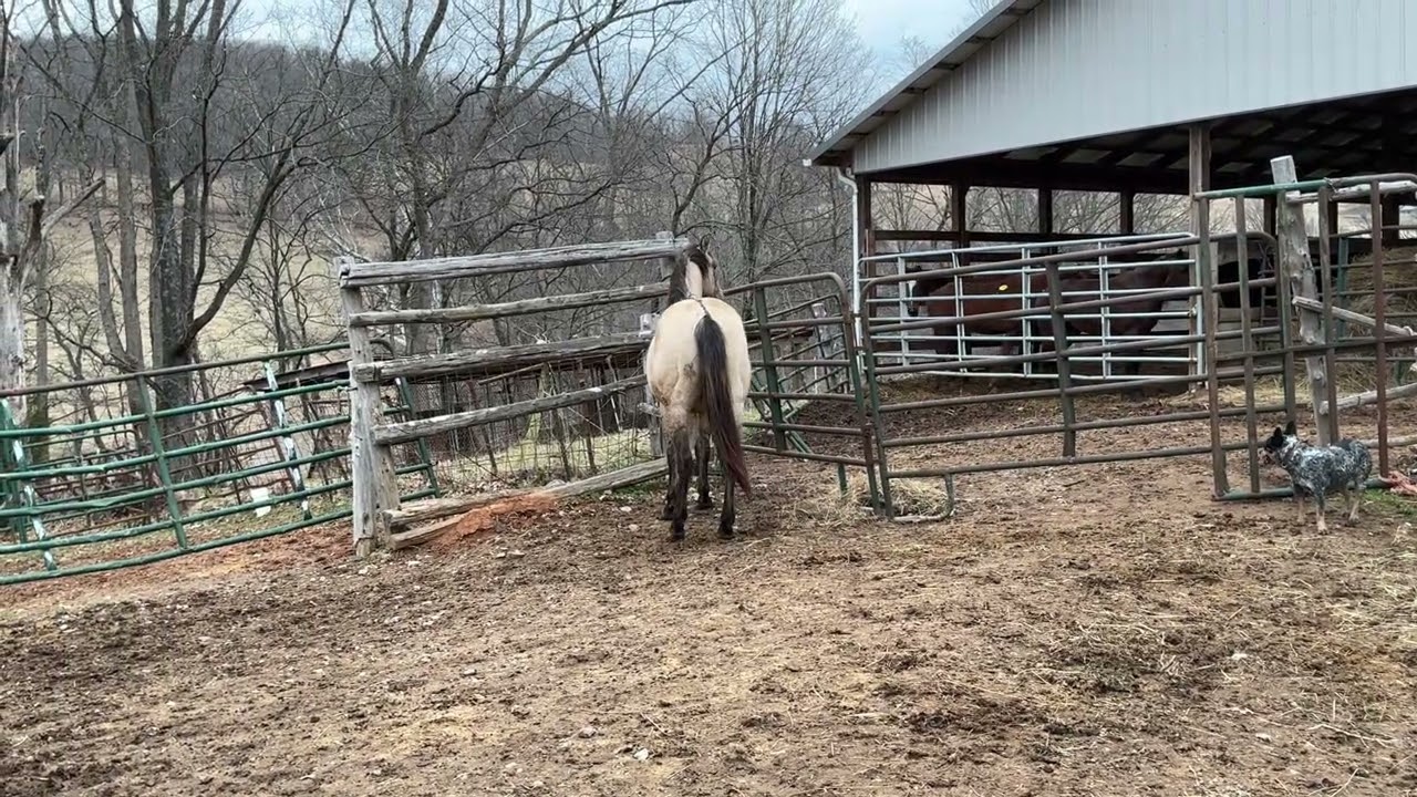 Продан жеребец породы Quarter Horse масти бакскин, 2 года, цена 3000 долларов.