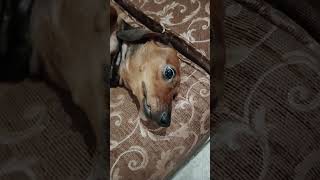 Our Icy a lovely dog#doglover