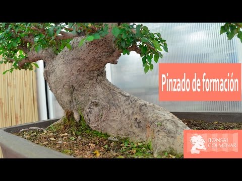 Video: Common Parifolia