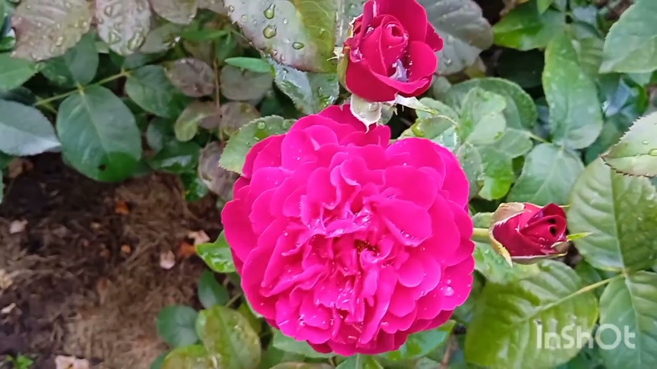 Розы цветут в жару и в дождь