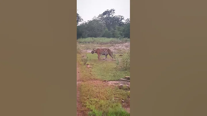 Female tigress Choti Rani at Sirkada Gate Tadoba Sept2021