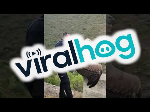 Police Release Vulture || ViralHog