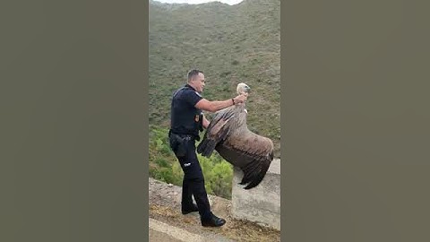 Police Release Vulture || ViralHog