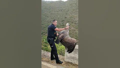 Police Release Vulture || ViralHog - DayDayNews