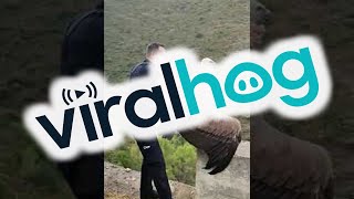 Police Release Vulture Viralhog