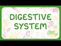 Digestive System Quiz