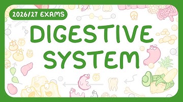 GCSE & KS3 Biology - The Digestive System (2026/27 exams)