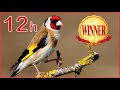 12h GOLDFINCH Champion Training Song 2020