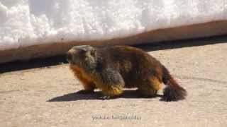 Emotional music and a marmot in the moutain range alps and Grossglockner high alpine road
