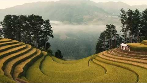 TÂY BẮC: MÙ CANG CHẢI RỰC RỠ MÙA LÚA CHÍN (MU CANG CHAI FROM ABOVE 4K)
